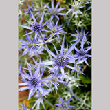 Perennials ~ Eryngium bourgatii, Mediterranean Sea Holly ~ Dancing Oaks Nursery and Gardens ~ Retail Nursery ~ Mail Order Nursery