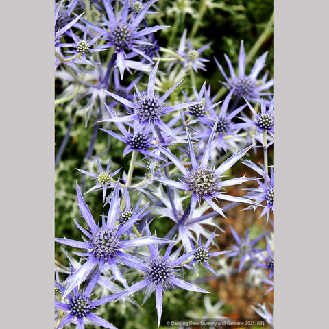 Perennials ~ Eryngium bourgatii, Mediterranean Sea Holly ~ Dancing Oaks Nursery and Gardens ~ Retail Nursery ~ Mail Order Nursery
