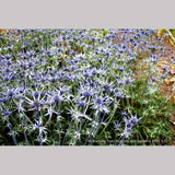 Perennials ~ Eryngium bourgatii, Mediterranean Sea Holly ~ Dancing Oaks Nursery and Gardens ~ Retail Nursery ~ Mail Order Nursery