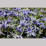 Perennials ~ Eryngium bourgatii, Mediterranean Sea Holly ~ Dancing Oaks Nursery and Gardens ~ Retail Nursery ~ Mail Order Nursery