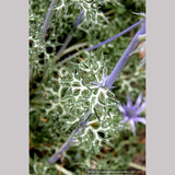 Perennials ~ Eryngium bourgatii, Mediterranean Sea Holly ~ Dancing Oaks Nursery and Gardens ~ Retail Nursery ~ Mail Order Nursery