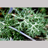 Perennials ~ Eryngium bourgatii, Mediterranean Sea Holly ~ Dancing Oaks Nursery and Gardens ~ Retail Nursery ~ Mail Order Nursery