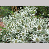 Perennials ~ Eryngium giganteum, Miss Wilmott's Ghost Giant Sea Holly ~ Dancing Oaks Nursery and Gardens ~ Retail Nursery ~ Mail Order Nursery