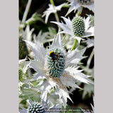Perennials ~ Eryngium giganteum, Miss Wilmott's Ghost Giant Sea Holly ~ Dancing Oaks Nursery and Gardens ~ Retail Nursery ~ Mail Order Nursery