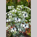 Perennials ~ Eryngium giganteum, Miss Wilmott's Ghost Giant Sea Holly ~ Dancing Oaks Nursery and Gardens ~ Retail Nursery ~ Mail Order Nursery
