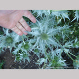 Perennials ~ Eryngium giganteum, Miss Wilmott's Ghost Giant Sea Holly ~ Dancing Oaks Nursery and Gardens ~ Retail Nursery ~ Mail Order Nursery