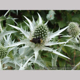 Perennials ~ Eryngium giganteum, Miss Wilmott's Ghost Giant Sea Holly ~ Dancing Oaks Nursery and Gardens ~ Retail Nursery ~ Mail Order Nursery