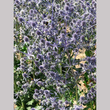 Perennials ~ Eryngium planum, Sea Holly ~ Dancing Oaks Nursery and Gardens ~ Retail Nursery ~ Mail Order Nursery