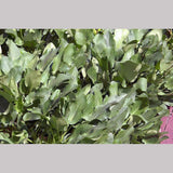 Perennials ~ Eryngium planum, Sea Holly ~ Dancing Oaks Nursery and Gardens ~ Retail Nursery ~ Mail Order Nursery