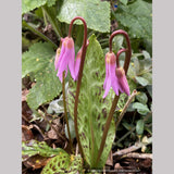 Erythronium revolutum, Dog Tooth Violet