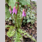 Erythronium revolutum, Dog Tooth Violet