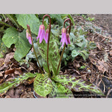 Erythronium revolutum, Dog Tooth Violet