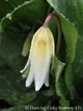 Bulbs & Tubers ~ Erythronium revolutum 'White Beauty', Dog Tooth Violet ~ Dancing Oaks Nursery and Gardens ~ Retail Nursery ~ Mail Order Nursery