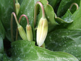 Bulbs & Tubers ~ Erythronium revolutum 'White Beauty', Dog Tooth Violet ~ Dancing Oaks Nursery and Gardens ~ Retail Nursery ~ Mail Order Nursery