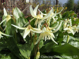 Bulbs & Tubers ~ Erythronium revolutum 'White Beauty', Dog Tooth Violet ~ Dancing Oaks Nursery and Gardens ~ Retail Nursery ~ Mail Order Nursery