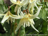 Bulbs & Tubers ~ Erythronium revolutum 'White Beauty', Dog Tooth Violet ~ Dancing Oaks Nursery and Gardens ~ Retail Nursery ~ Mail Order Nursery