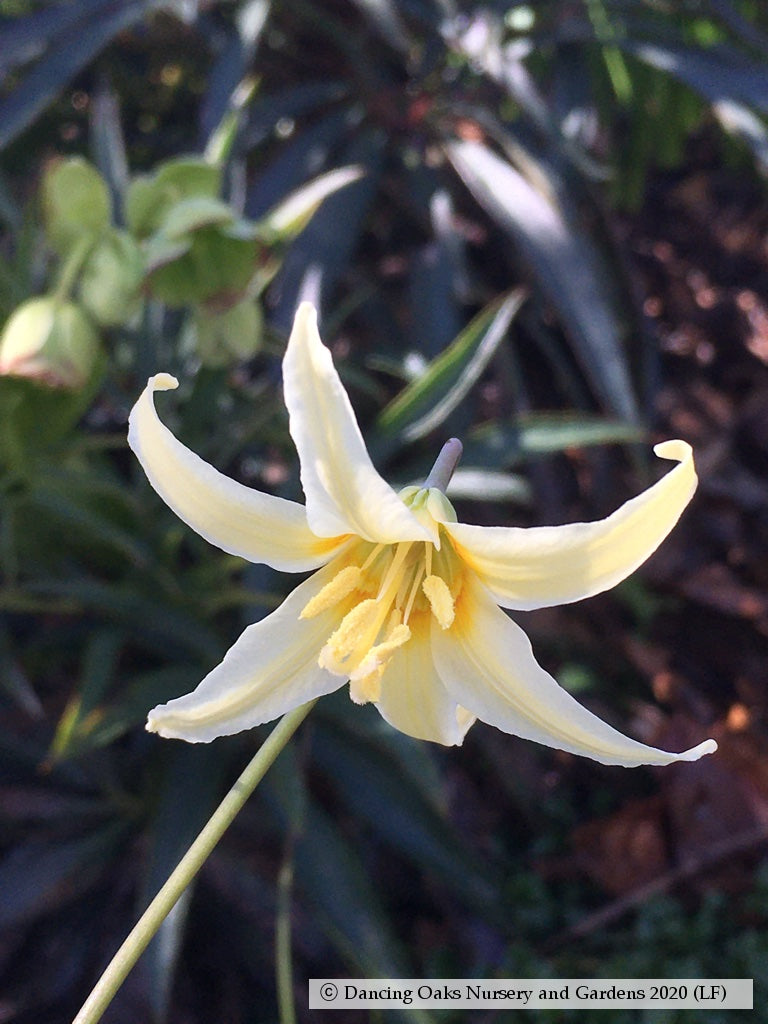 giant white fawn lily Erythronium oregonum, Oregon Giant White Fawn Lily