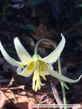 Bulbs & Tubers ~ Erythronium oregonum, Oregon Giant White Fawn Lily ~ Dancing Oaks Nursery and Gardens ~ Retail Nursery ~ Mail Order Nursery