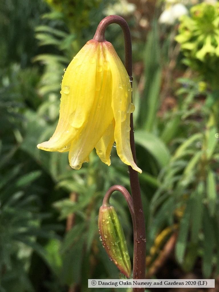 Erythronium 'Pagoda', Dog Tooth Violet