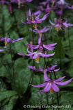 Bulbs & Tubers ~ Erythronium revolutum, Dog Tooth Violet ~ Dancing Oaks Nursery and Gardens ~ Retail Nursery ~ Mail Order Nursery