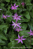 Bulbs & Tubers ~ Erythronium revolutum, Dog Tooth Violet ~ Dancing Oaks Nursery and Gardens ~ Retail Nursery ~ Mail Order Nursery