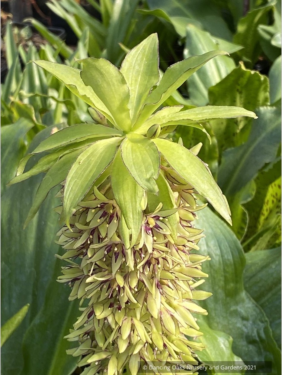 Bulbs & Tubers ~ Eucomis bicolor, Pineapple Lily ~ Dancing Oaks Nursery and Gardens ~ Retail Nursery ~ Mail Order Nursery