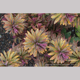 Perennials ~ Euphorbia 'Ascot Rainbow'  PP#21401, Spurge ~ Dancing Oaks Nursery and Gardens ~ Retail Nursery ~ Mail Order Nursery