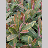 Perennials ~ Euphorbia 'Ascot Rainbow'  PP#21401, Spurge ~ Dancing Oaks Nursery and Gardens ~ Retail Nursery ~ Mail Order Nursery