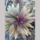 Perennials ~ Euphorbia 'Ascot Rainbow'  PP#21401, Spurge ~ Dancing Oaks Nursery and Gardens ~ Retail Nursery ~ Mail Order Nursery