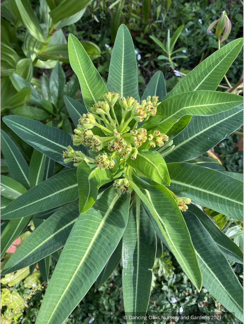 Euphorbia stygiana, Spurge