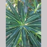 Perennials ~ Euphorbia stygiana, Spurge ~ Dancing Oaks Nursery and Gardens ~ Retail Nursery ~ Mail Order Nursery