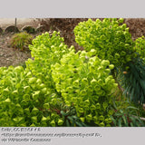 Perennials ~ Euphorbia characias subsp. wulfenii, Spurge ~ Dancing Oaks Nursery and Gardens ~ Retail Nursery ~ Mail Order Nursery