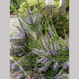 Shrubs ~ Fabiana imbricata v. violacea, Violet Pichi ~ Dancing Oaks Nursery and Gardens ~ Retail Nursery ~ Mail Order Nursery