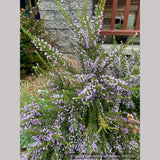 Shrubs ~ Fabiana imbricata v. violacea, Violet Pichi ~ Dancing Oaks Nursery and Gardens ~ Retail Nursery ~ Mail Order Nursery