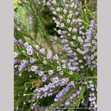 Shrubs ~ Fabiana imbricata v. violacea, Violet Pichi ~ Dancing Oaks Nursery and Gardens ~ Retail Nursery ~ Mail Order Nursery