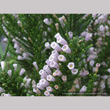 Shrubs ~ Fabiana imbricata v. violacea, Violet Pichi ~ Dancing Oaks Nursery and Gardens ~ Retail Nursery ~ Mail Order Nursery