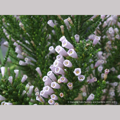 Shrubs ~ Fabiana imbricata v. violacea, Violet Pichi ~ Dancing Oaks Nursery and Gardens ~ Retail Nursery ~ Mail Order Nursery