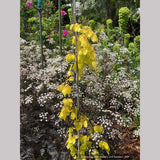Trees ~ Fagus sylvatica 'Aurea Pendula', Golden Weeping European Beech ~ Dancing Oaks Nursery and Gardens ~ Retail Nursery ~ Mail Order Nursery