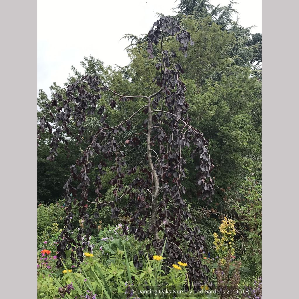 Fagus sylvatica 'Black Swan', Weeping European Beech