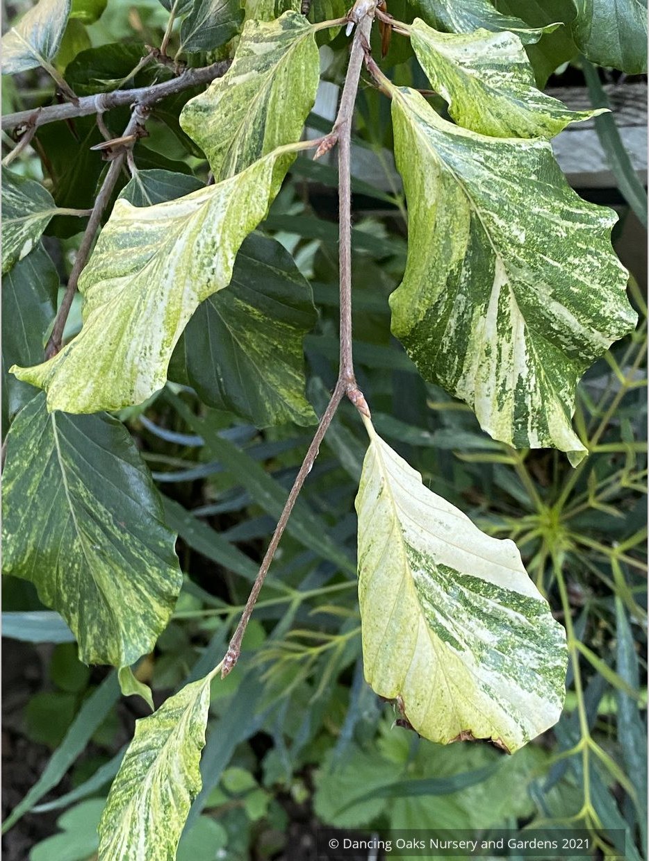 Trees ~ Fagus sylvatica 'Nicole', Variegated European Beech ~ Dancing Oaks Nursery and Gardens ~ Retail Nursery ~ Mail Order Nursery