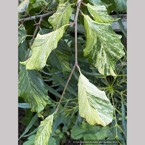 Trees ~ Fagus sylvatica 'Nicole', Variegated European Beech ~ Dancing Oaks Nursery and Gardens ~ Retail Nursery ~ Mail Order Nursery