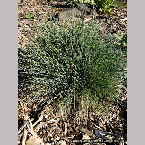 Grasses ~ Festuca glauca 'Beyond Blue', Blue Fescue ~ Dancing Oaks Nursery and Gardens ~ Retail Nursery ~ Mail Order Nursery
