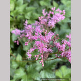 Filipendula palmata 'Nana'