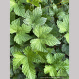 Filipendula palmata 'Nana'