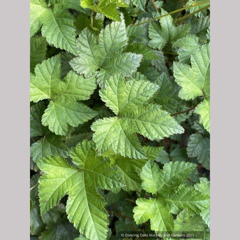 Filipendula palmata 'Nana'