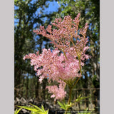 Filipendula rubra 'Venusta', Meadowsweet or Queen of the Prairie