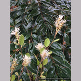 Shrubs ~ Fothergilla gardenii 'Jane Platt', Dwarf Fothergilla ~ Dancing Oaks Nursery and Gardens ~ Retail Nursery ~ Mail Order Nursery