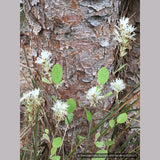 Shrubs ~ Fothergilla gardenii 'Jane Platt', Dwarf Fothergilla ~ Dancing Oaks Nursery and Gardens ~ Retail Nursery ~ Mail Order Nursery