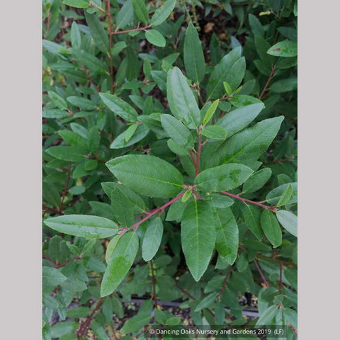 Shrubs ~ Frangula californica 'Mound San Bruno'	(syn. Rhamnus), California Coffeeberry ~ Dancing Oaks Nursery and Gardens ~ Retail Nursery ~ Mail Order Nursery