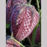 Bulbs & Tubers ~ Fritillaria meleagris, Checkered Lily ~ Dancing Oaks Nursery and Gardens ~ Retail Nursery ~ Mail Order Nursery
